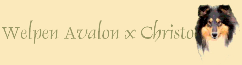 Welpen Avalon x Christo