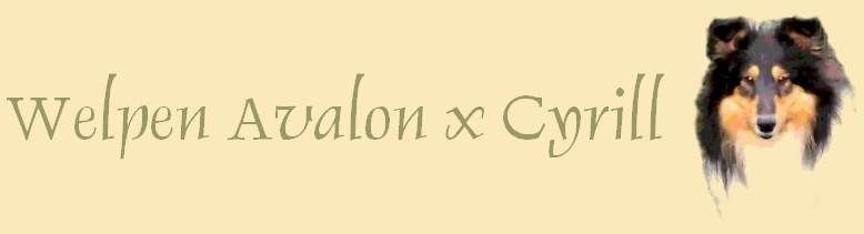 Welpen Avalon x Cyrill
