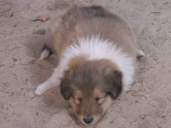 Toben macht m�de.