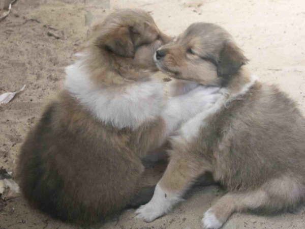 "Ich hab dich lieb".
