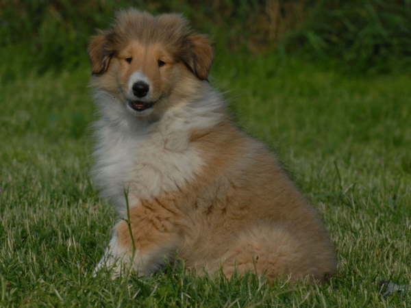 Gino